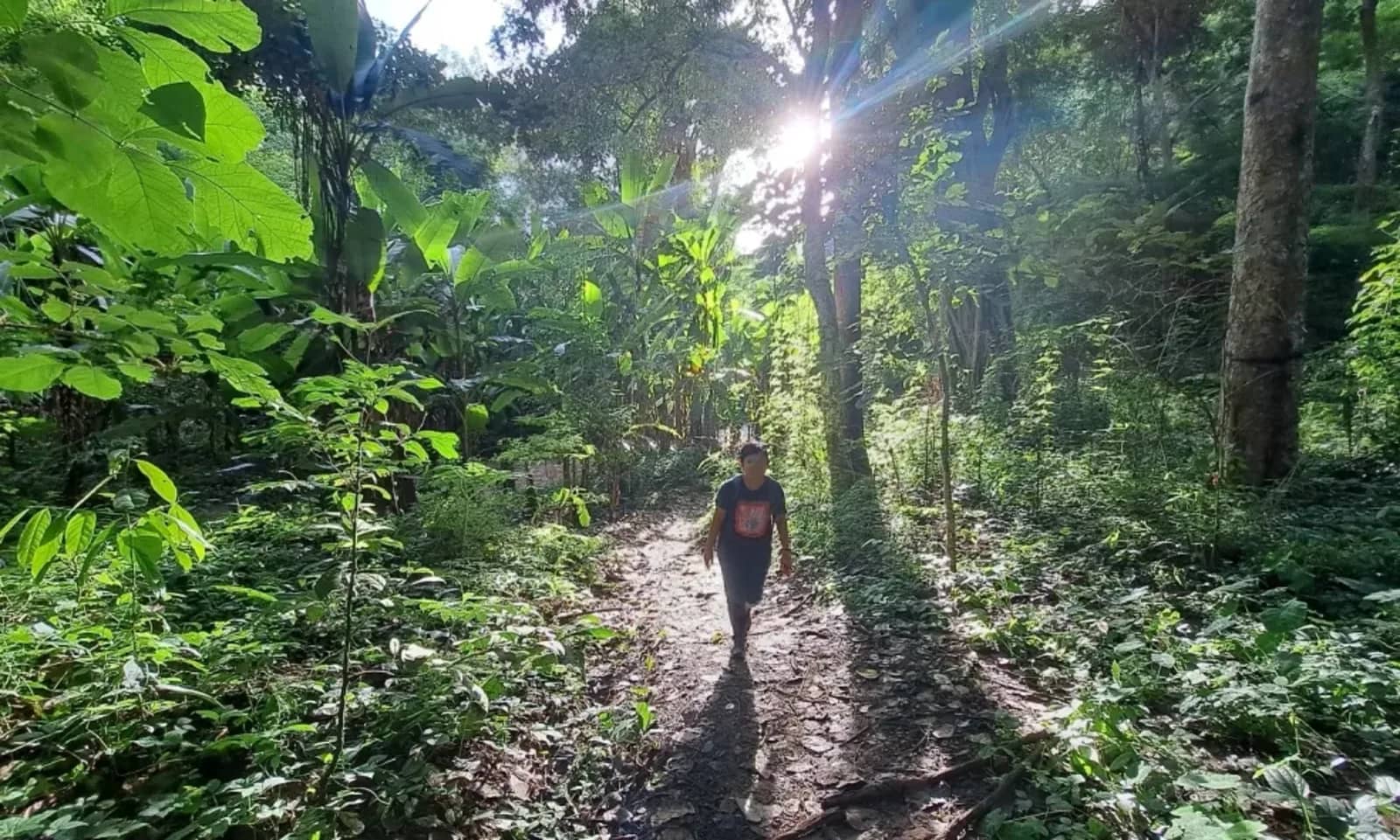 A hiker walks a narrow path through dense green forest with sunlight streaming between the trees.