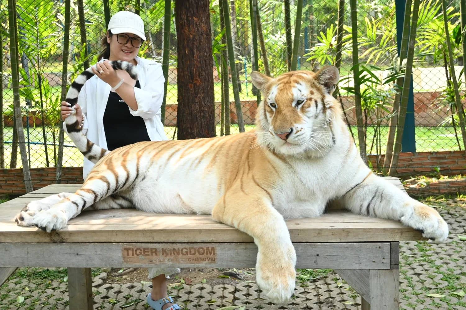 Tiger Kingdom Chiang Mai