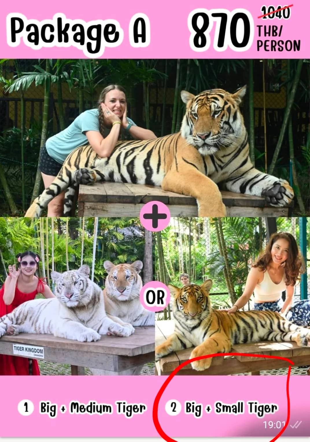 Price flyer for Tiger Kingdom Package A showing visitor photos with big, medium and small tigers.