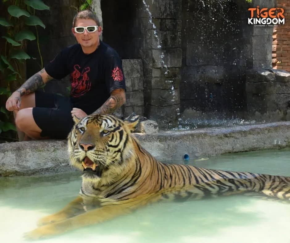 A visitor in sunglasses sits on a ledge behind a large tiger lying in a shallow pool.