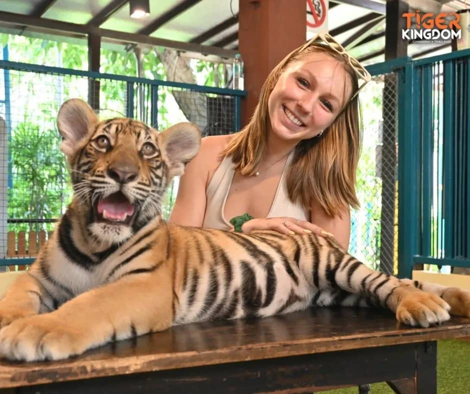 A smiling visitor leans beside a young tiger lying on a wooden table inside the enclosure.