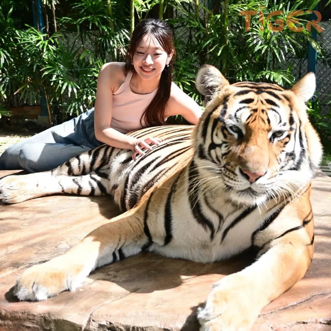 A smiling visitor lies on a rock ledge with her hand resting on the back of a large tiger.