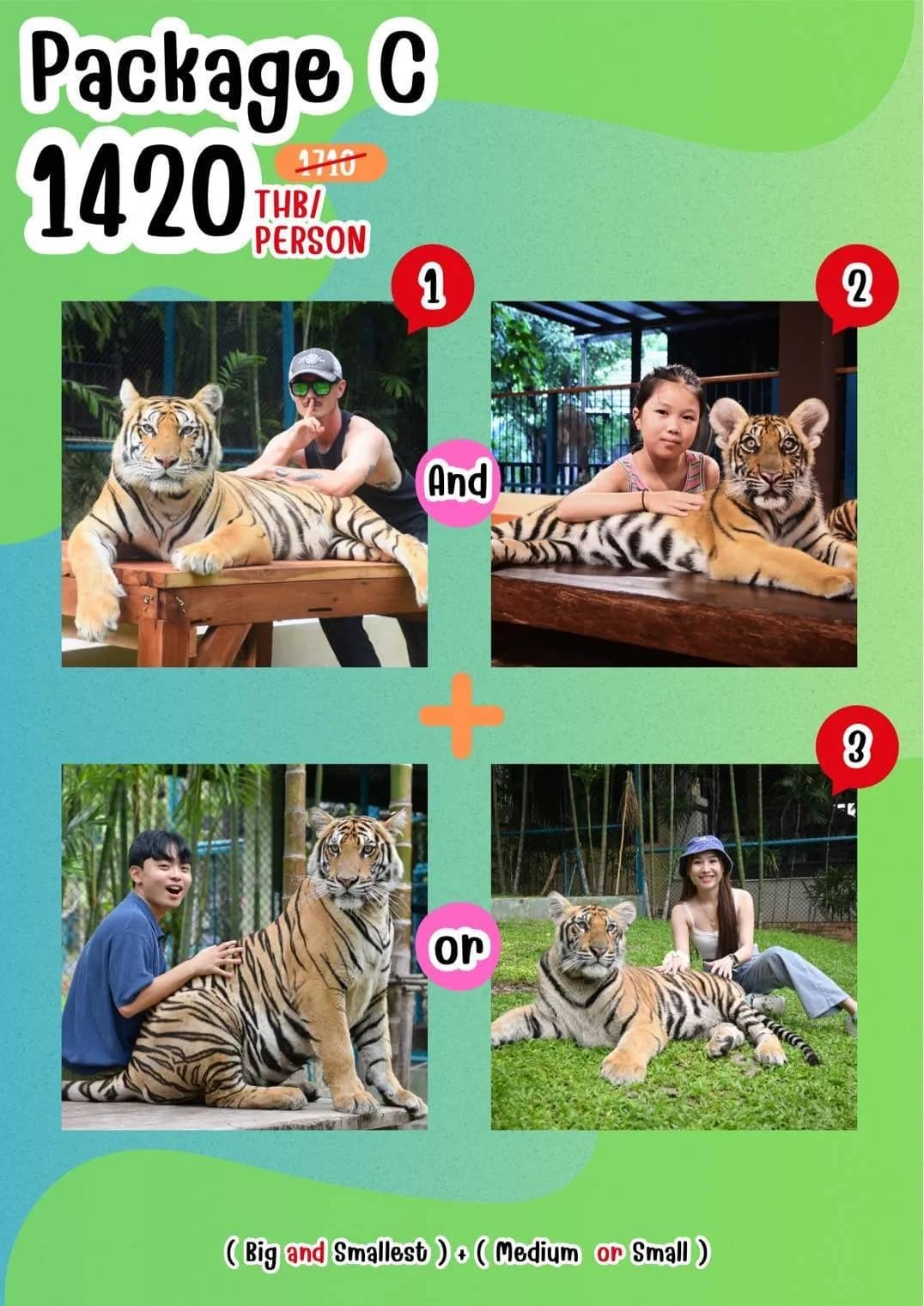 Price flyer for Tiger Kingdom Package C showing visitor photos with tigers of different sizes.