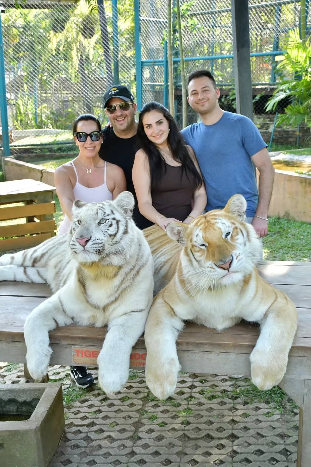 Four visitors pose behind a white tiger and a golden tiger resting on a stone ledge.