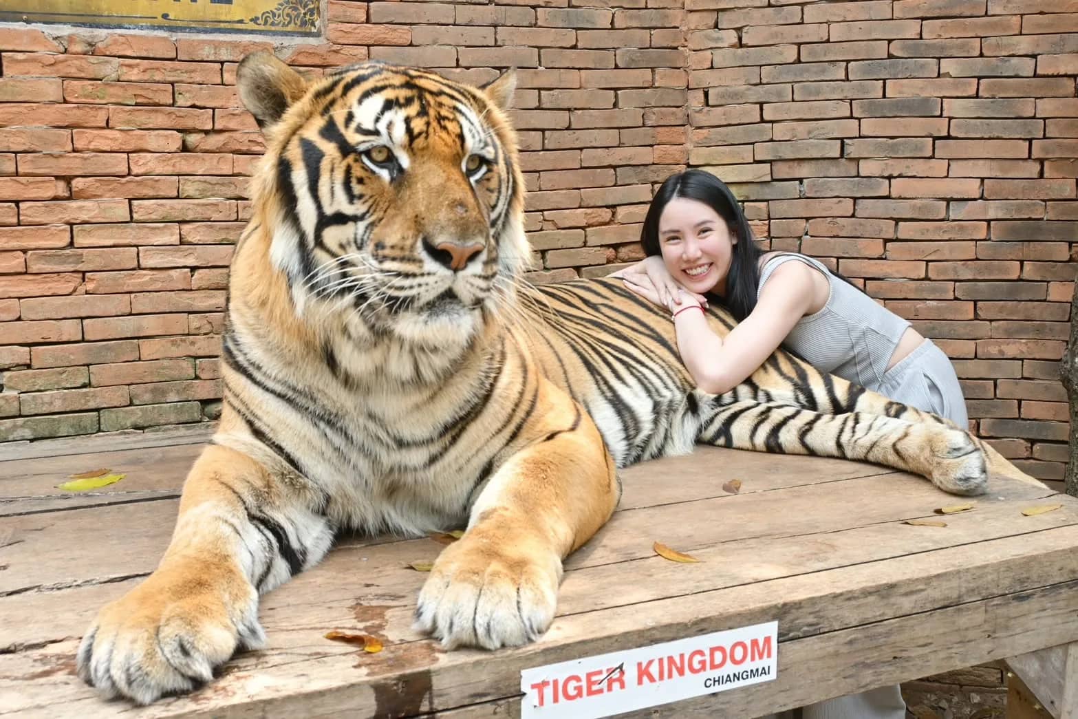 A smiling visitor rests against a large tiger lying on a wooden platform in front of a brick wall.