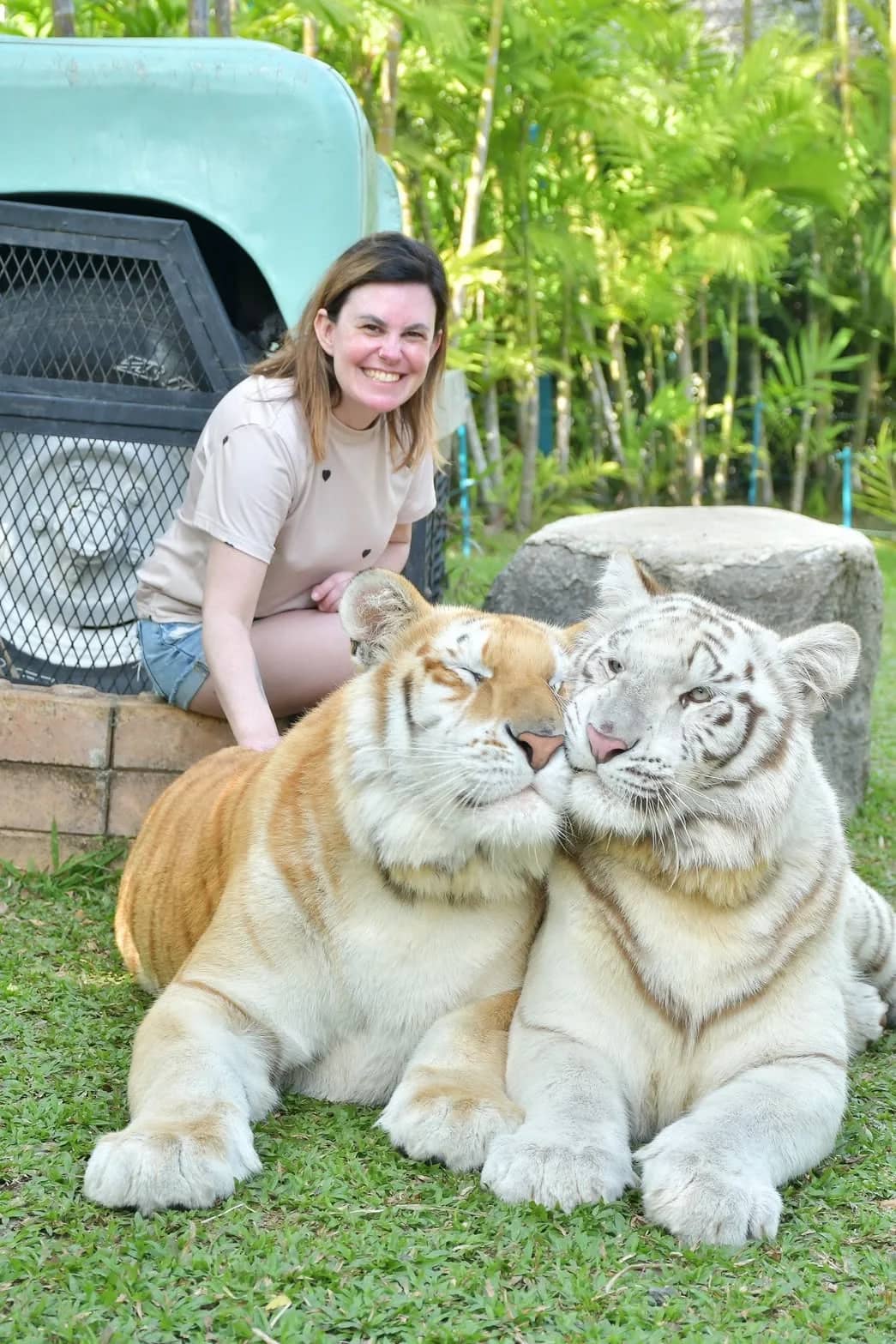 A visitor crouches behind a golden tiger and a white tiger lying side by side on the grass.