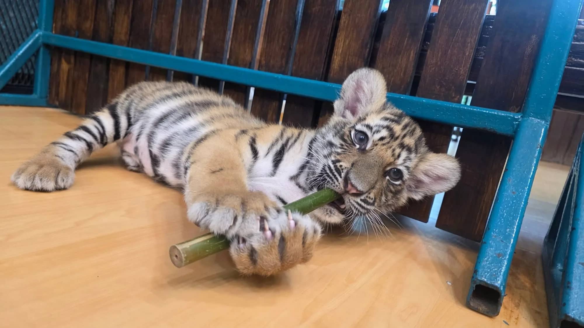 A small tiger cub lies on a wooden floor chewing a green bamboo stick.