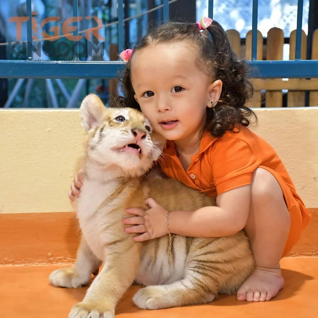 A curly haired toddler in an orange shirt hugs a small tiger cub at Tiger Kingdom.