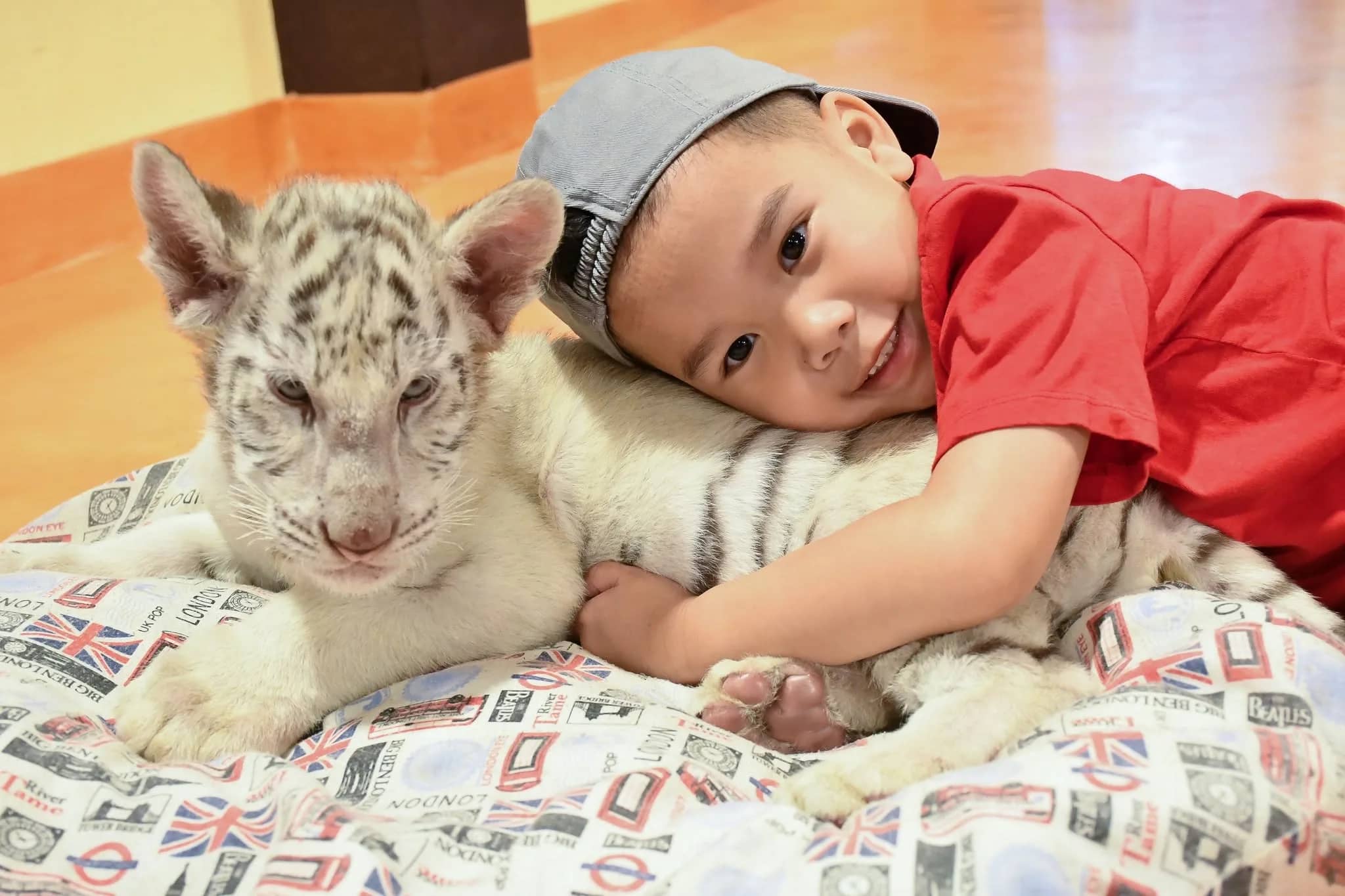 A smiling child in a red shirt and cap lies next to a white tiger cub on a cushion.