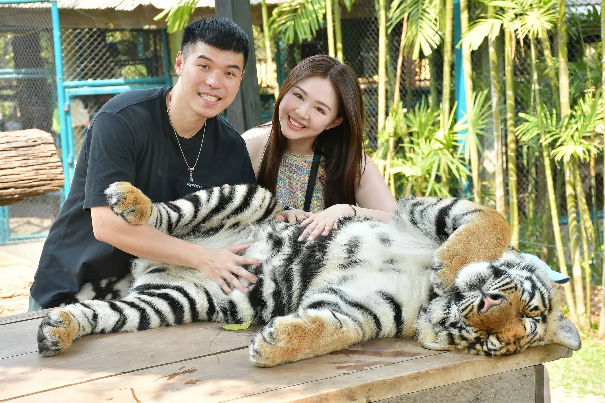 A couple smiles while stroking a striped tiger stretched out on a wooden platform.
