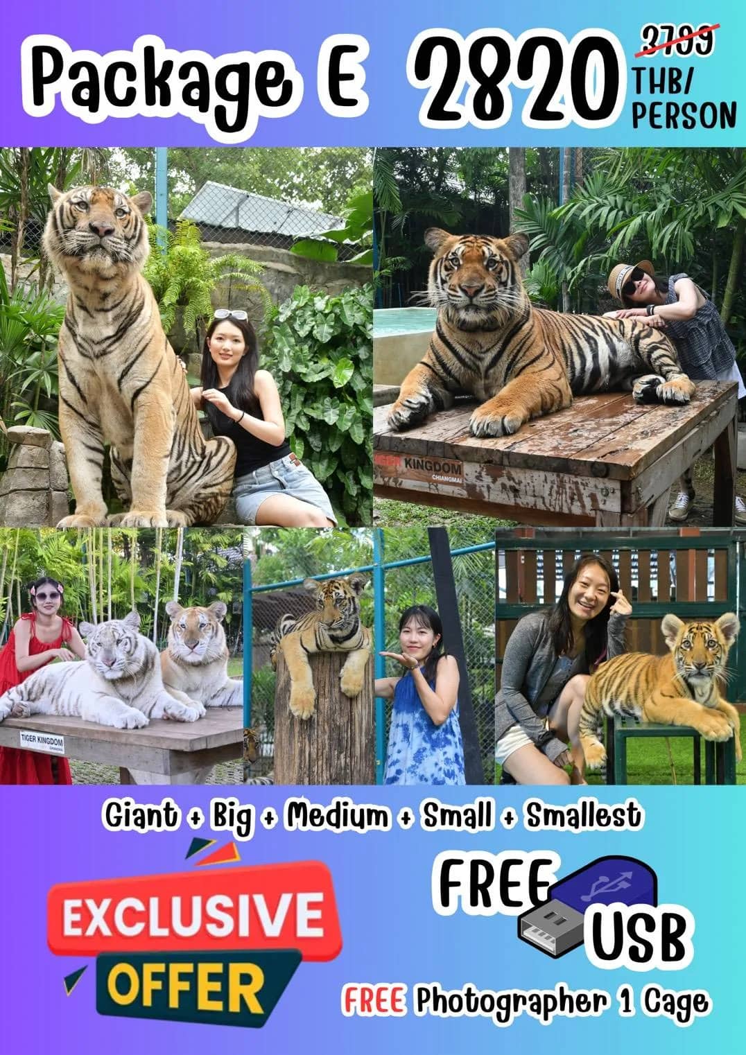 Price flyer for Tiger Kingdom Package E with photos of visitors beside tigers of every size.