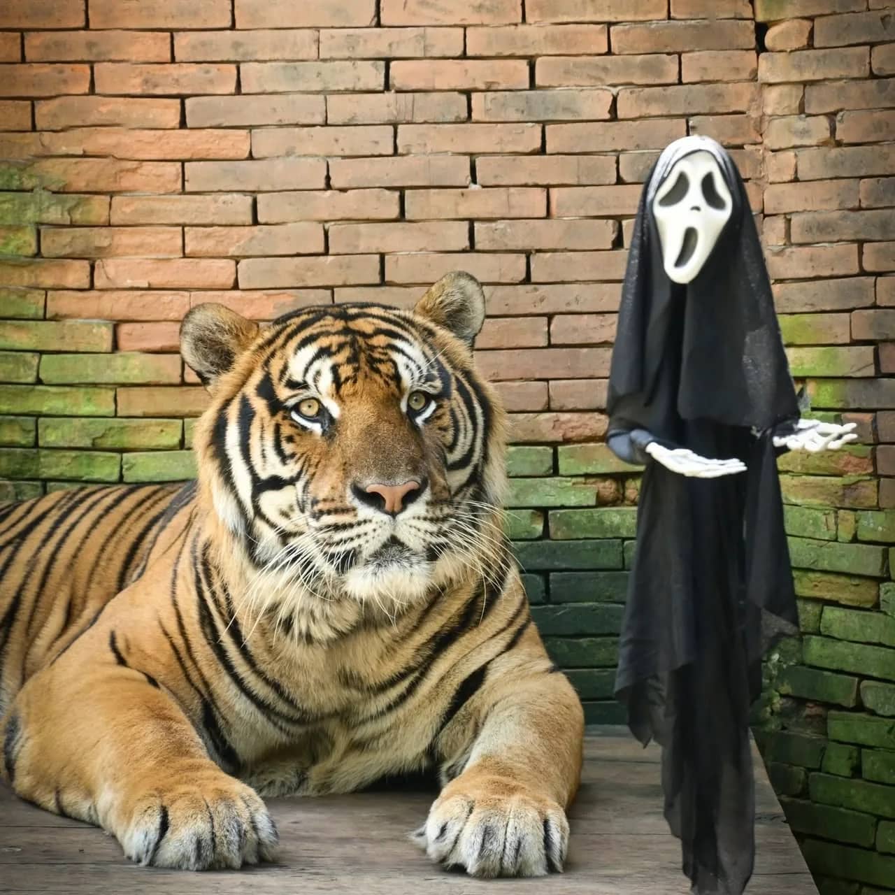 A large tiger lies in front of a brick wall next to a person dressed in a black ghost costume.