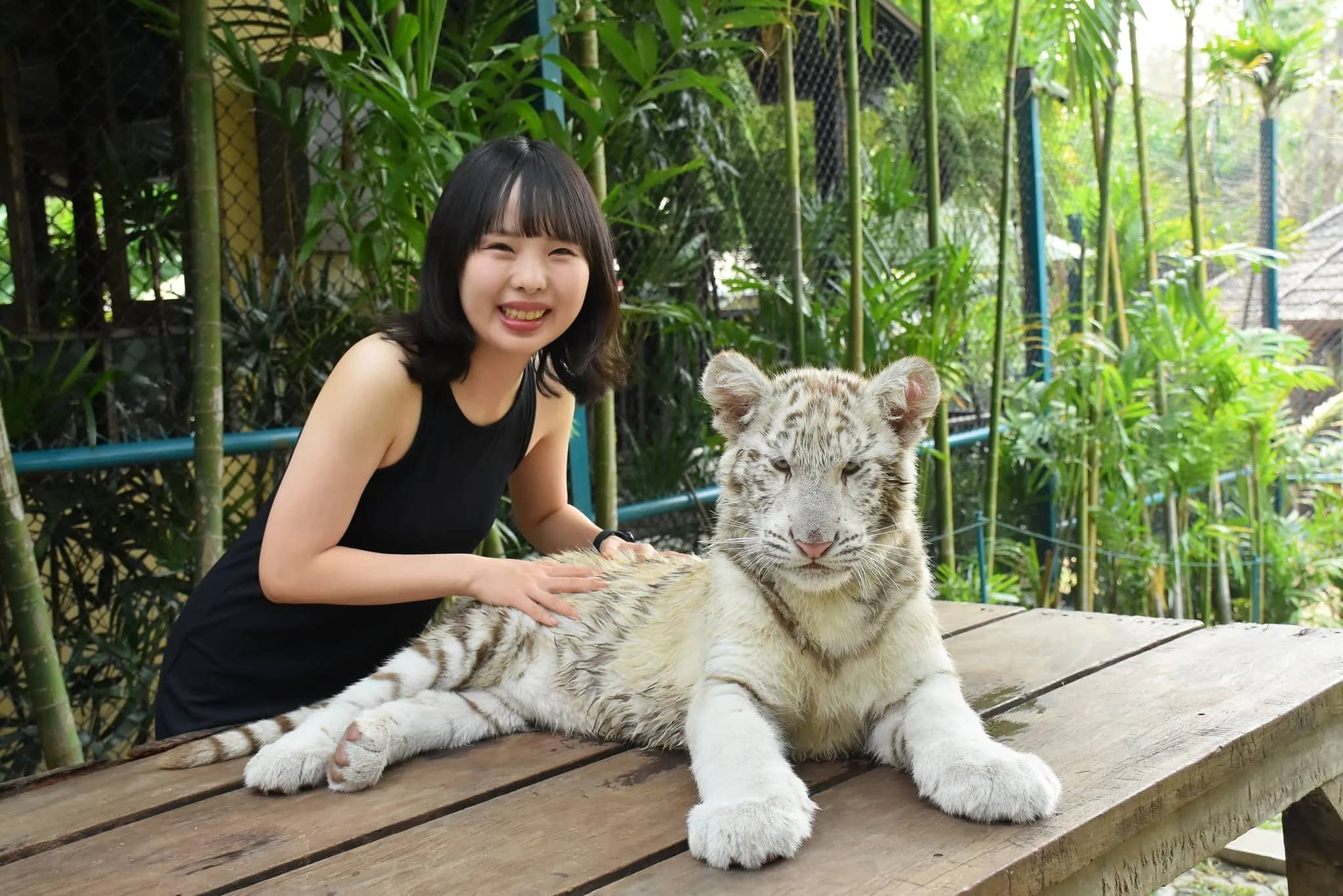 A smiling visitor gently strokes a young white tiger lying on a wooden table among bamboo.