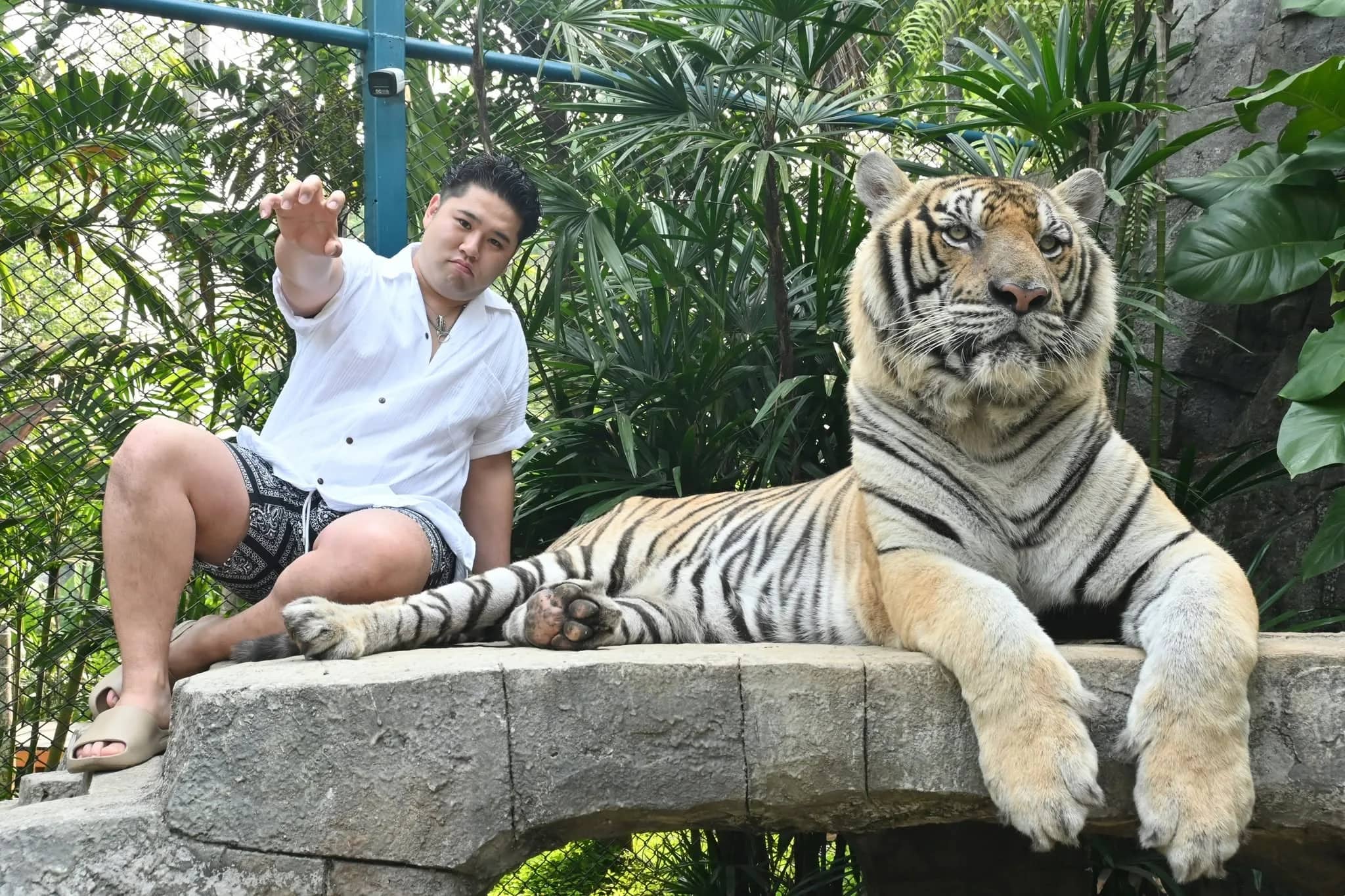 A visitor in a white shirt raises his hand while sitting beside a large tiger on a stone platform.