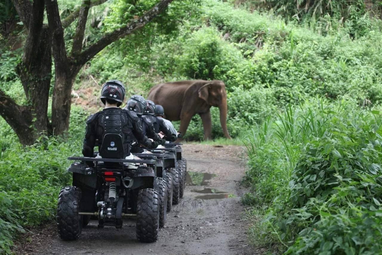 A line of ATV riders stops on a jungle track as an elephant crosses ahead of them