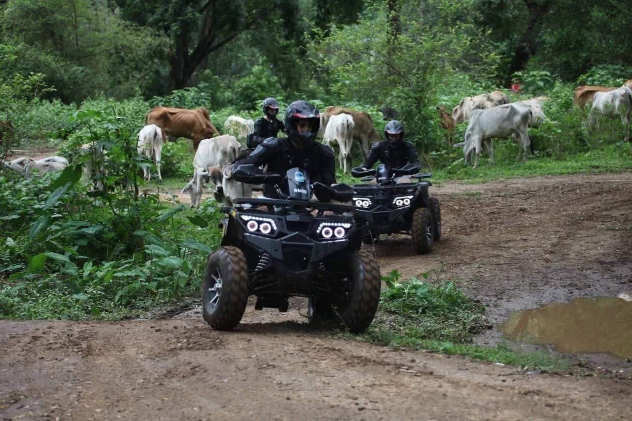 Two ATV riders in helmets drive a muddy track past a herd of cattle in the countryside