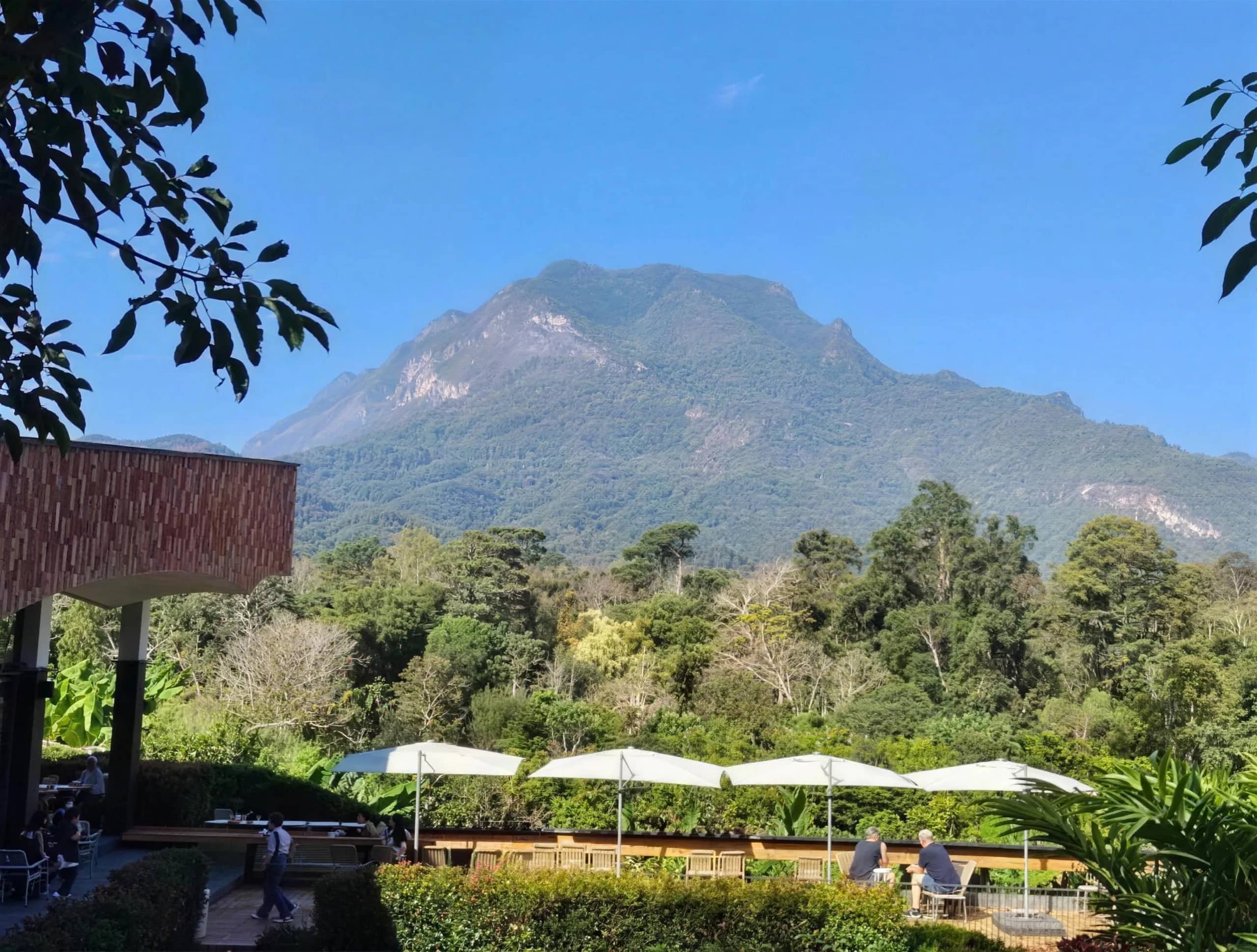 The peak of Doi Luang Chiang Dao rises above trees and white parasols in a cafe garden