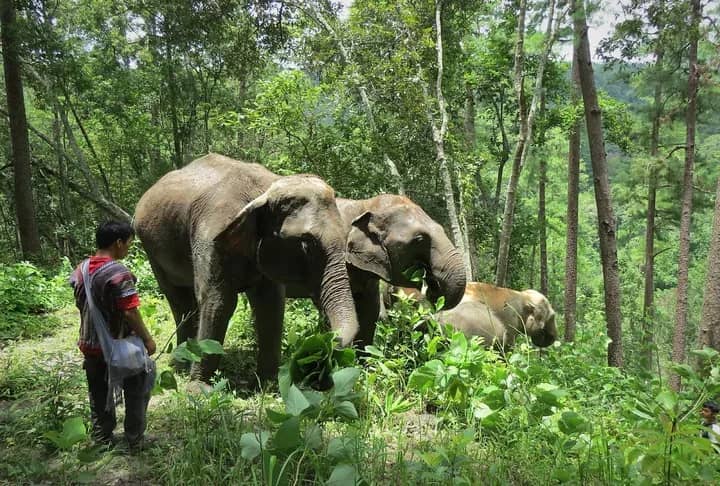 A guide stands beside elephants feeding on plants in a tall forest on a jungle trek