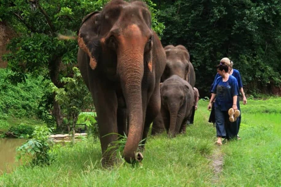 Elephants walk along a grassy path with two guests following behind in the forest
