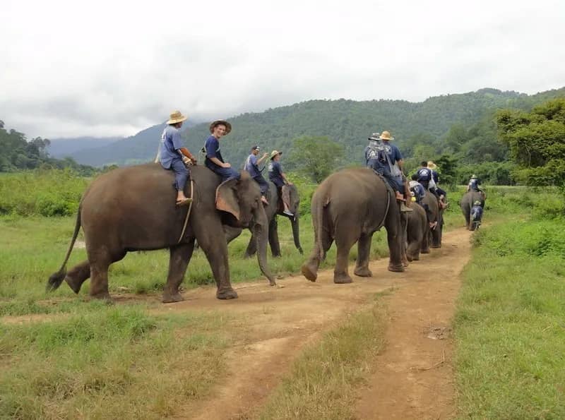 Guests ride on the necks of elephants walking in a line along a dirt track below hills