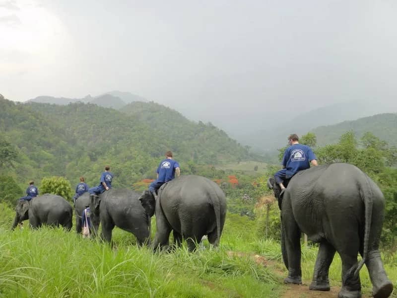 Guests in blue shirts sit on elephants walking across a grassy hillside under grey skies