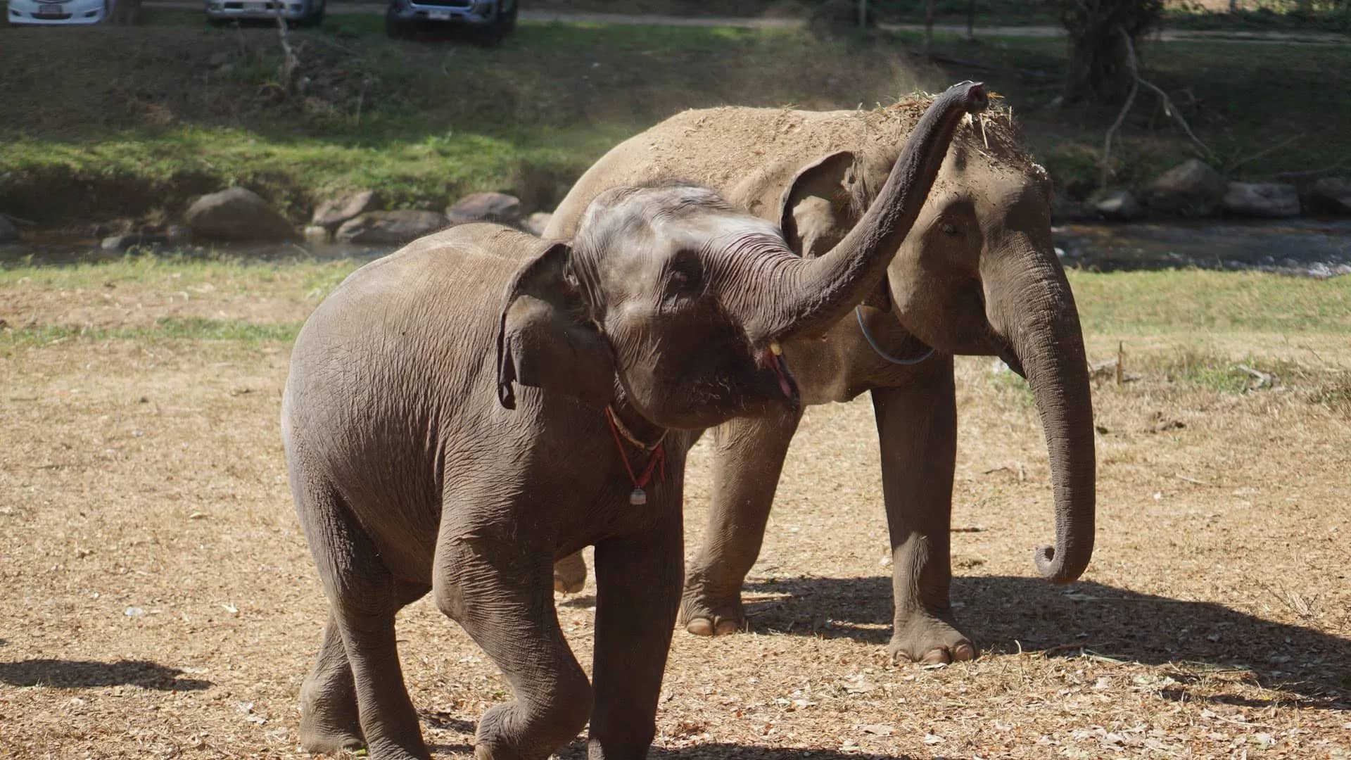 A young elephant raises its trunk as it walks past an adult elephant on a dusty clearing.