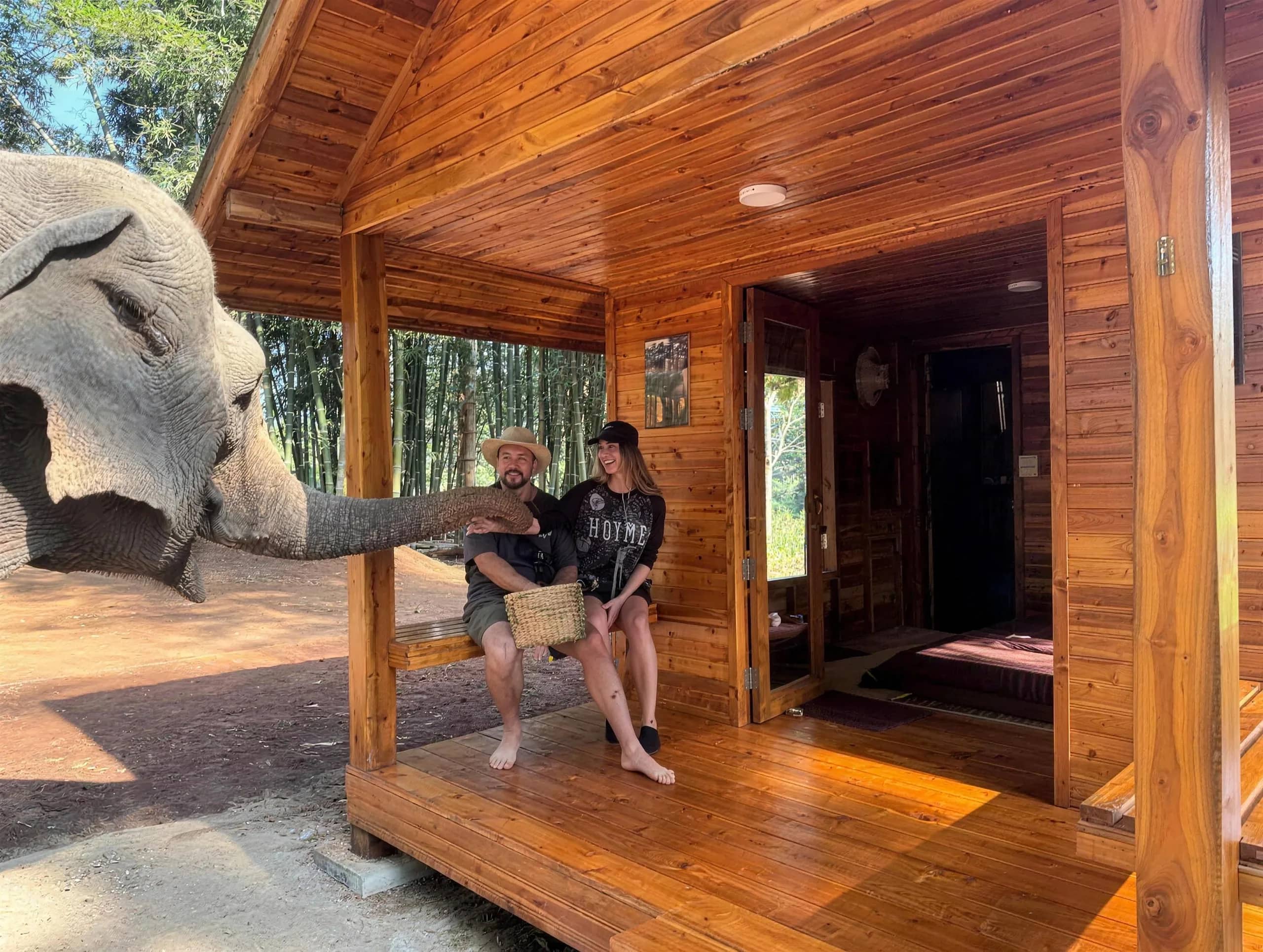 An elephant reaches its trunk toward two guests sitting on the porch of a wooden homestay cabin