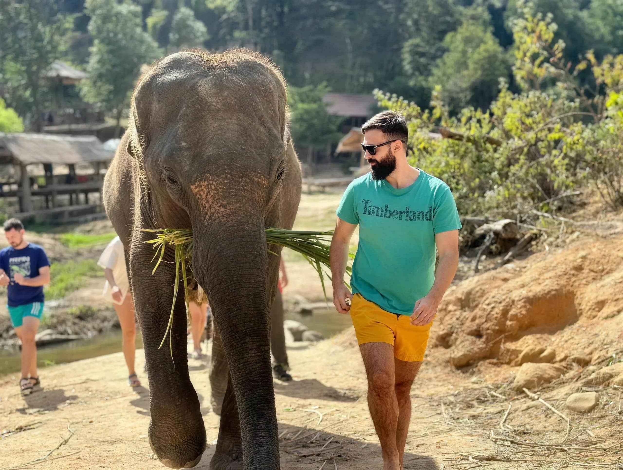 A visitor walks beside an elephant holding grass on a dusty path near the river camp