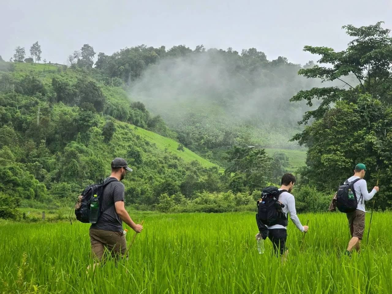 Hikers with backpacks walk single file through a green rice paddy below cloud-covered hills