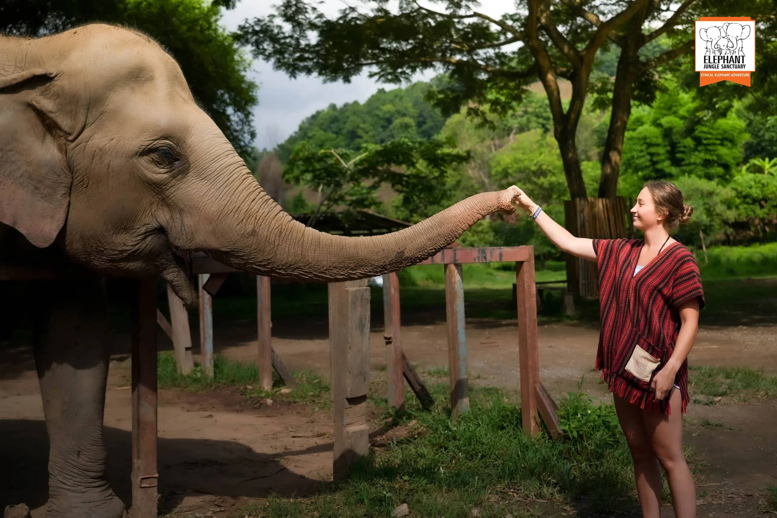3-day 2-night volunteer program at Elephant Jungle Sanctuary Chiang Mai (photo 10)