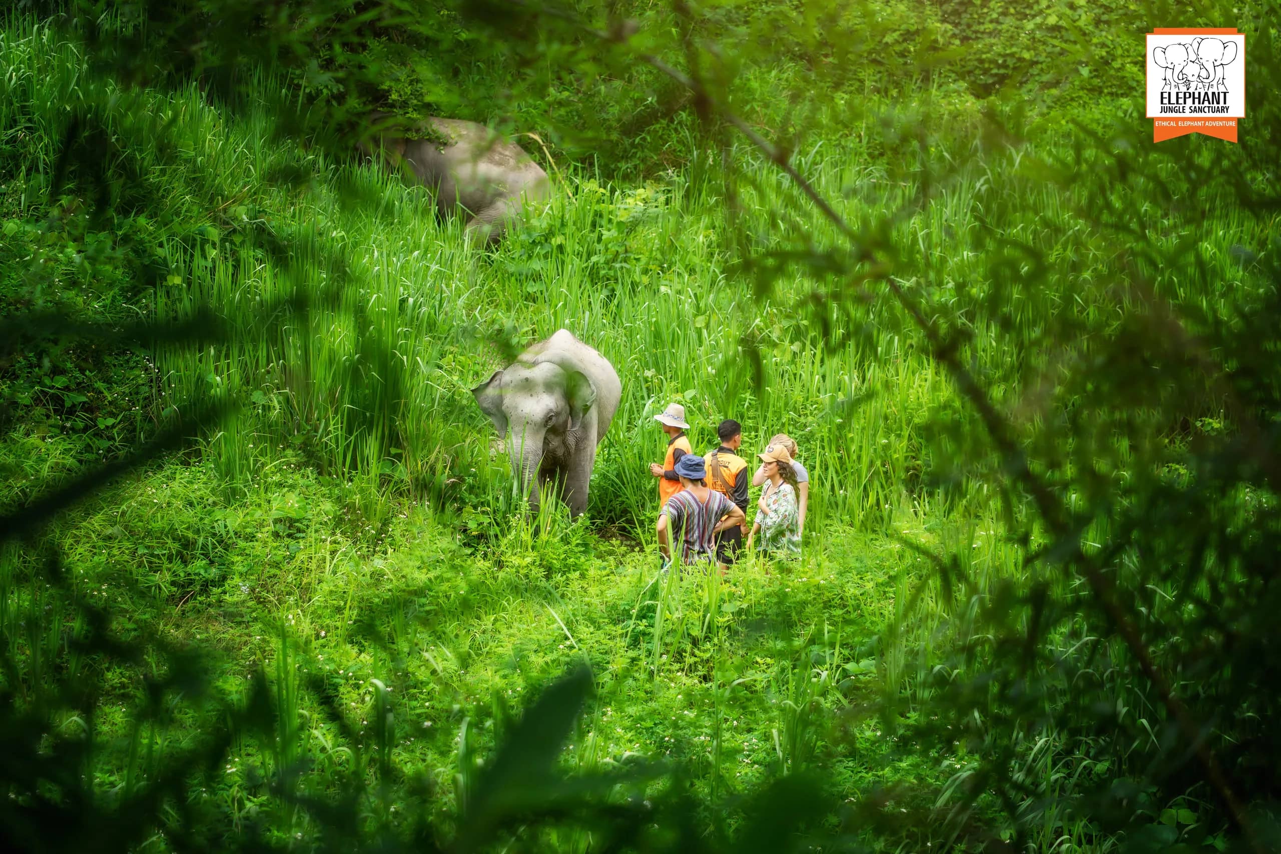3-day 2-night volunteer program at Elephant Jungle Sanctuary Chiang Mai (photo 14)