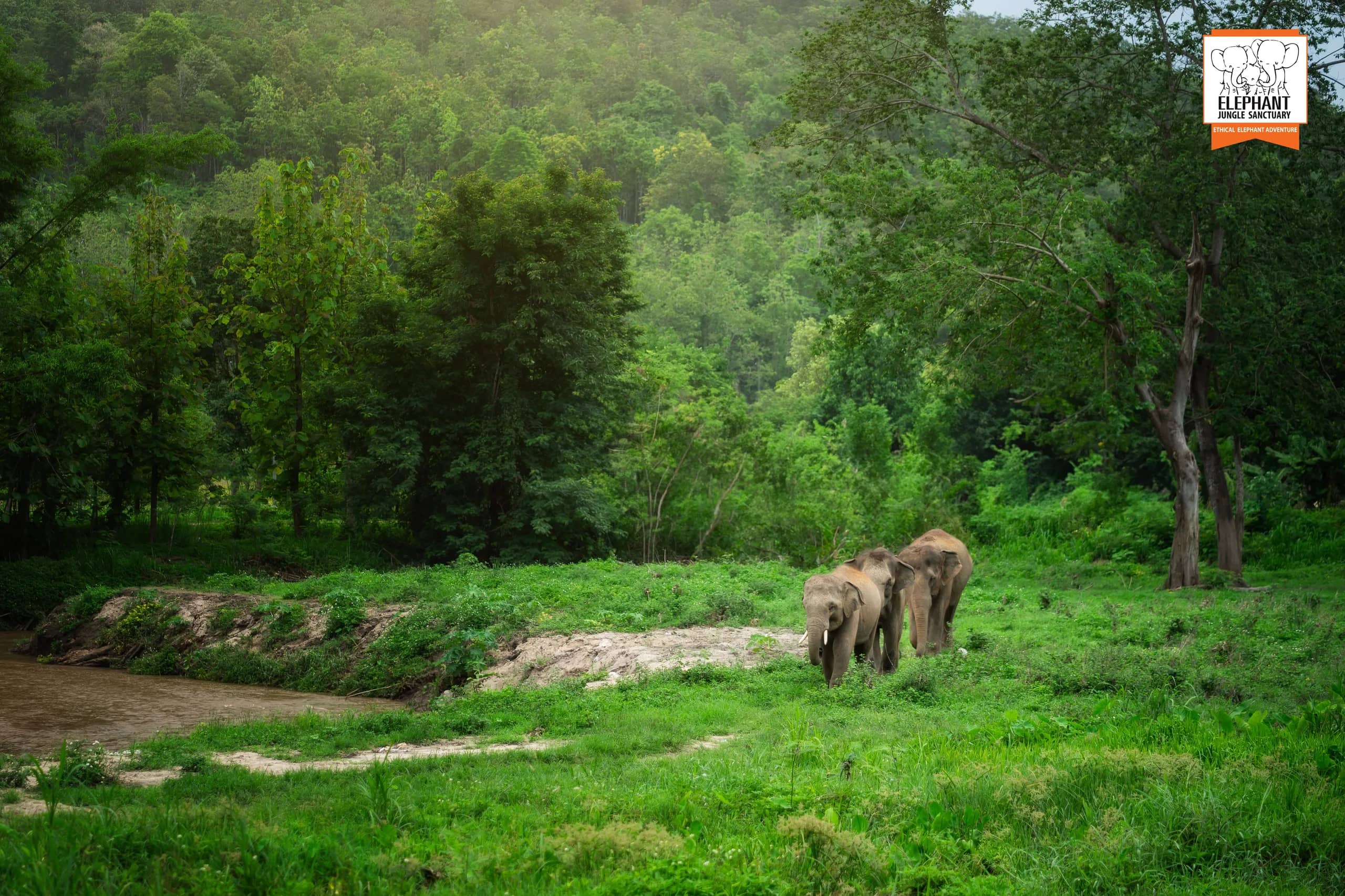 3-day 2-night volunteer program at Elephant Jungle Sanctuary Chiang Mai (photo 2)
