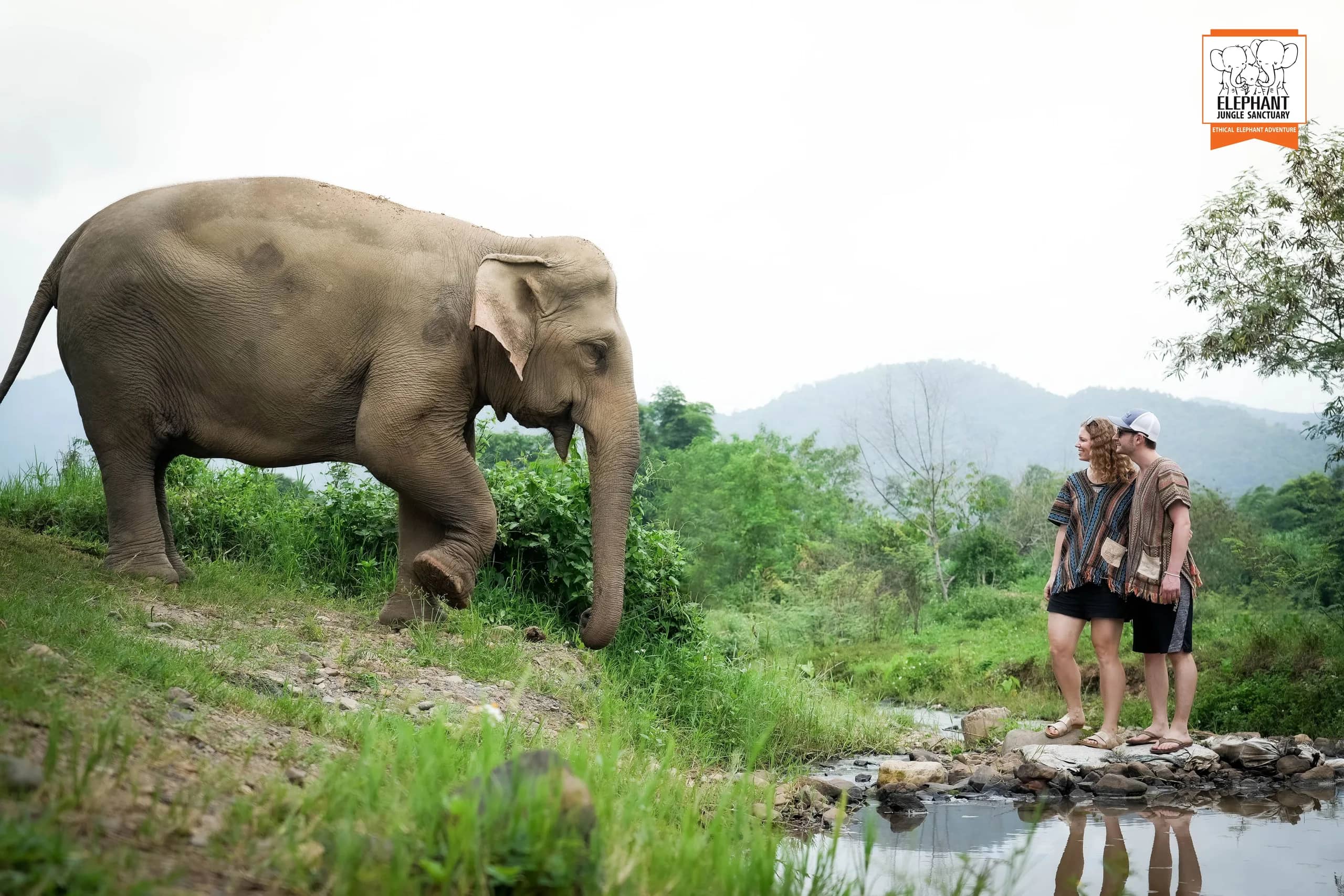 3-day 2-night volunteer program at Elephant Jungle Sanctuary Chiang Mai (photo 6)