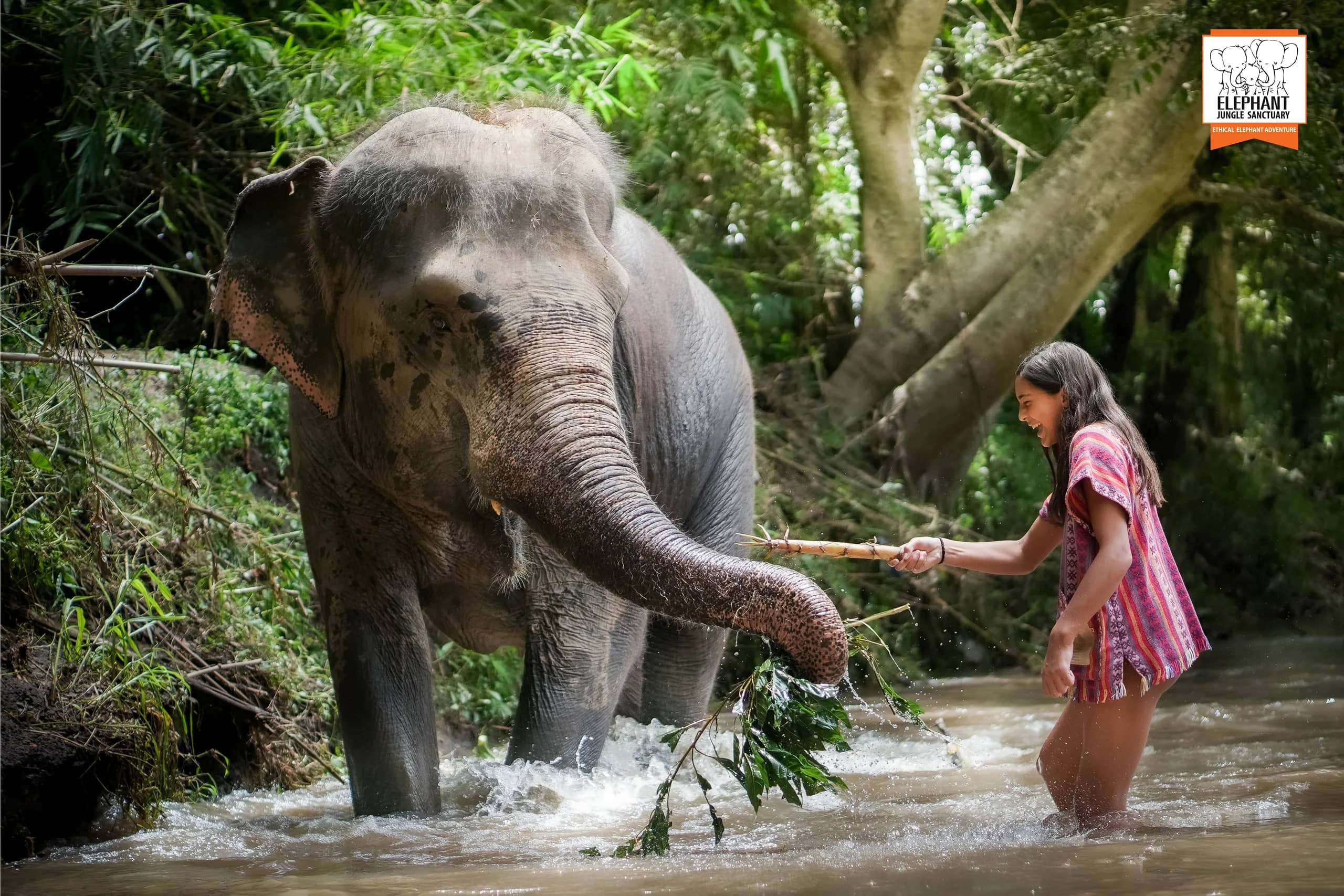 3-day 2-night volunteer program at Elephant Jungle Sanctuary Chiang Mai (photo 7)
