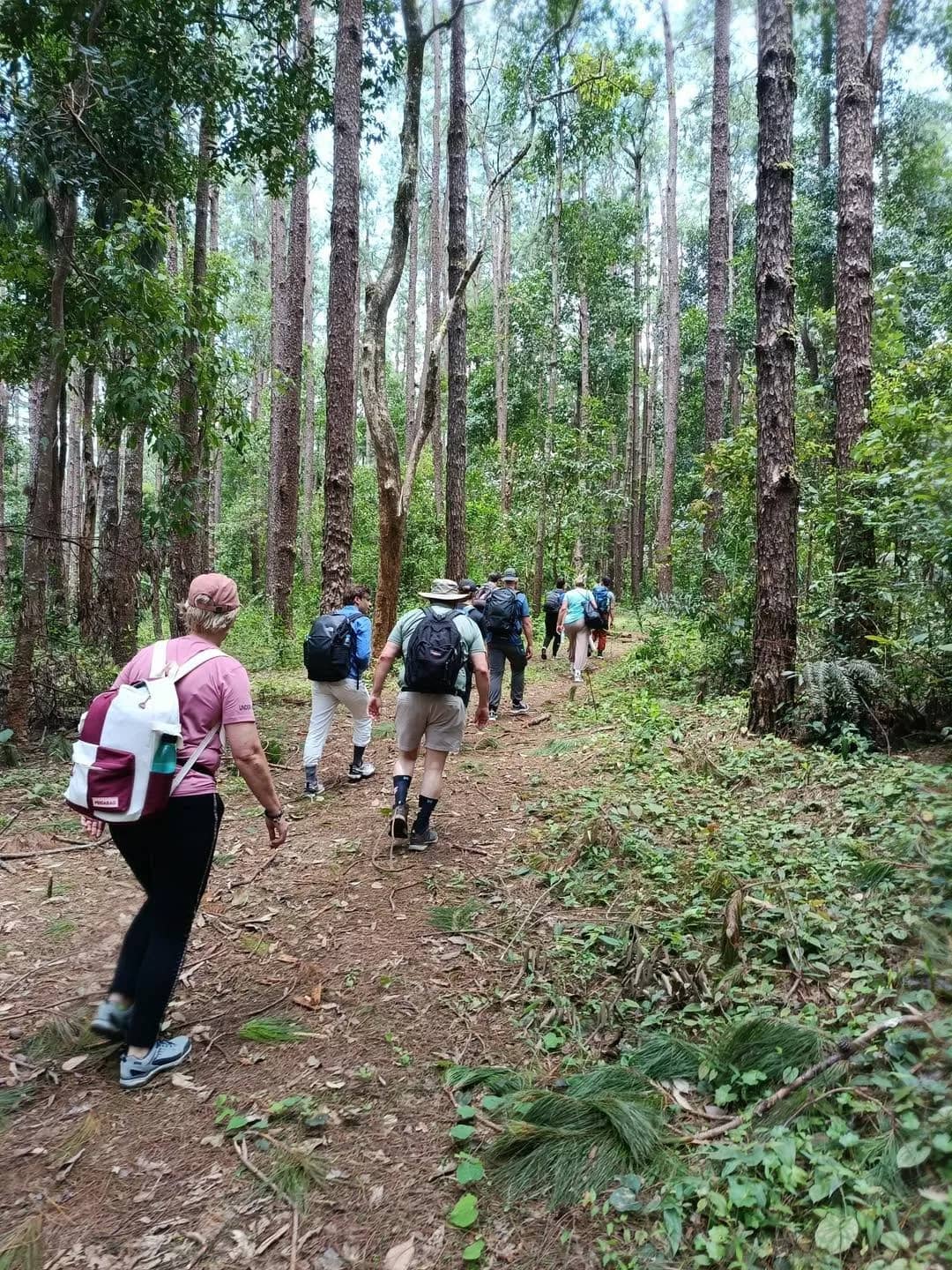 A line of trekkers with backpacks walks a trail through tall straight pine trees