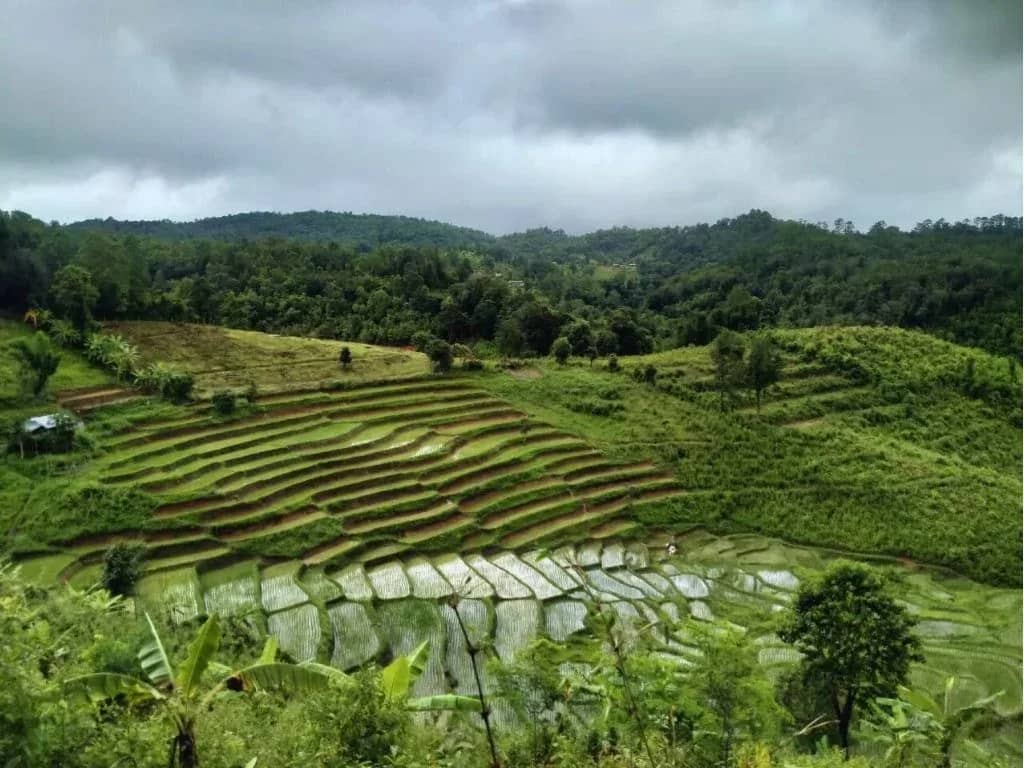 Green terraced rice fields cover a valley slope beneath forested hills and a cloudy sky.