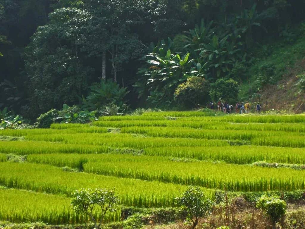 Bright green rice terraces step down a hillside beside dense forest, with trekkers in the distance.