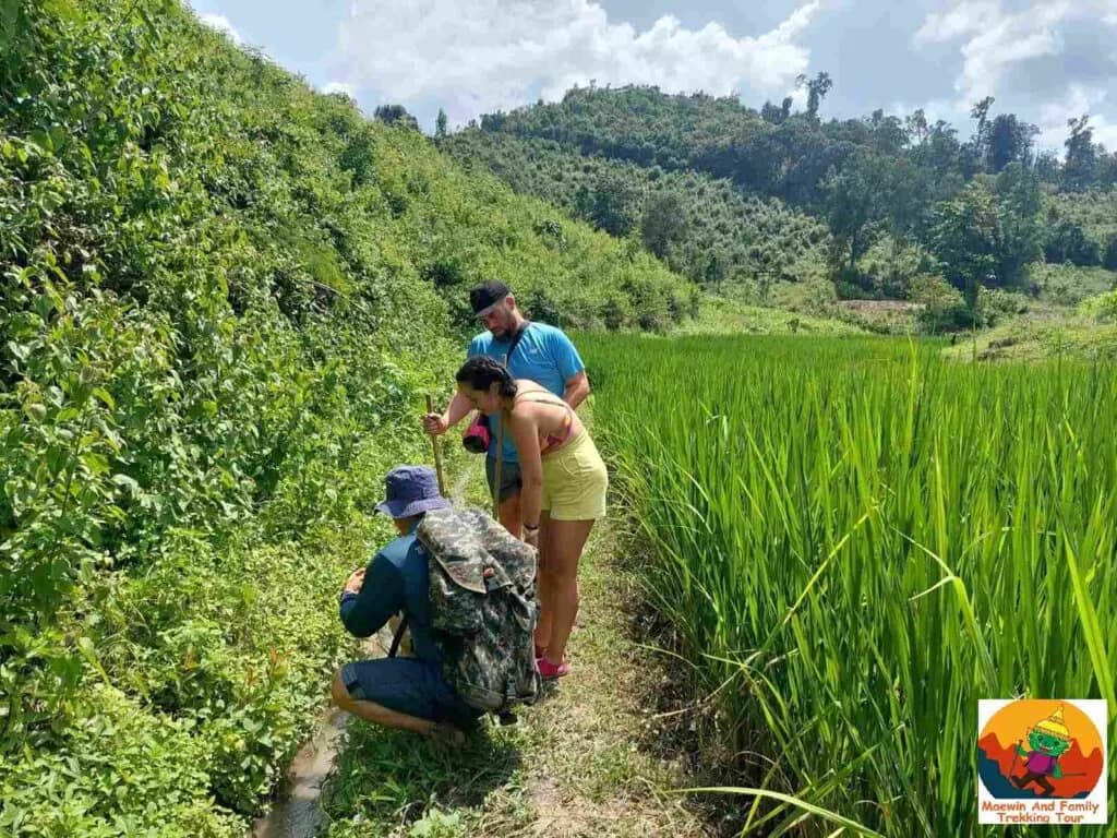 Trekkers with backpacks follow a narrow path between a steep green bank and a rice paddy.