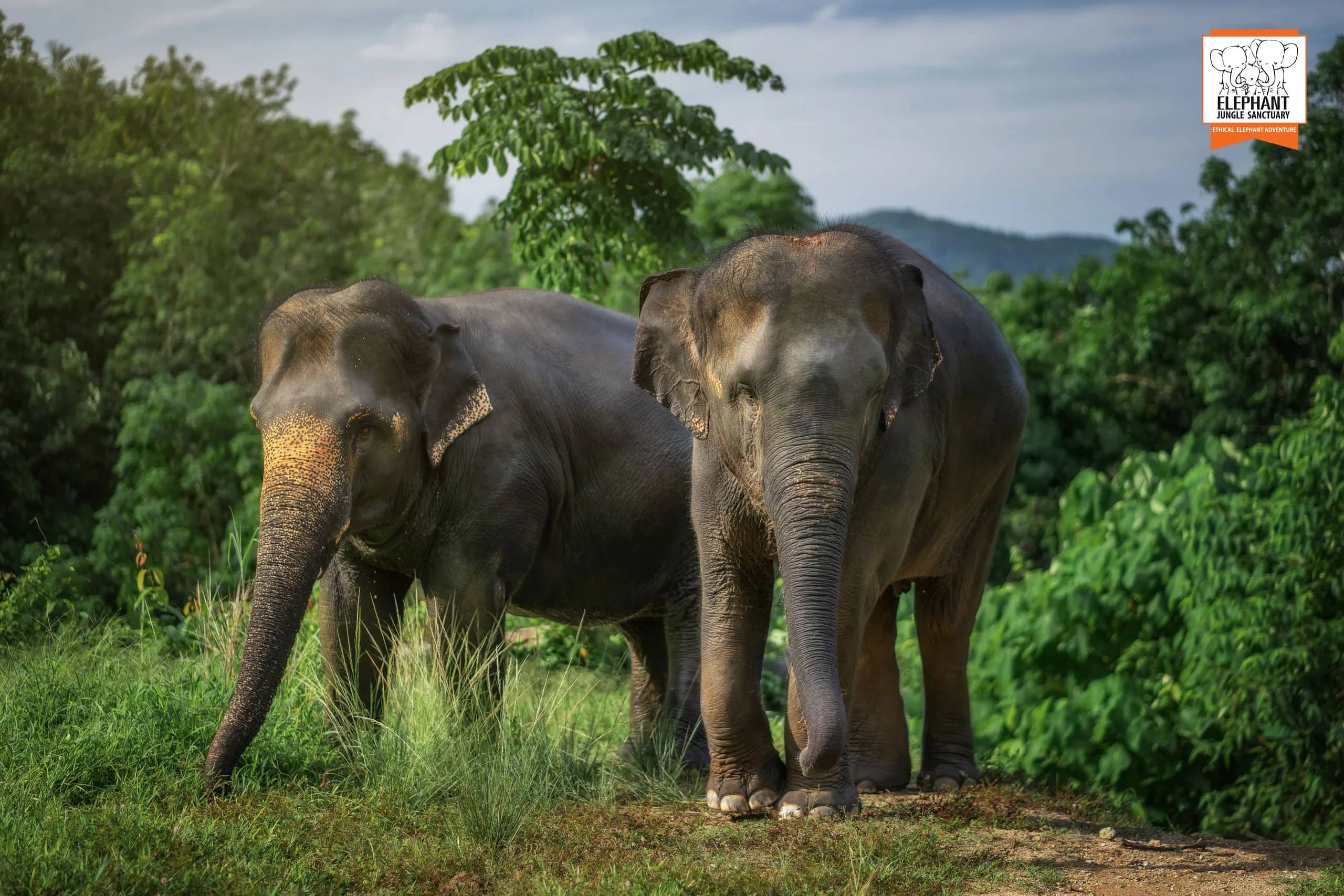 3-Hour Watch Me Program at Elephant Jungle Sanctuary Phuket (photo 5)
