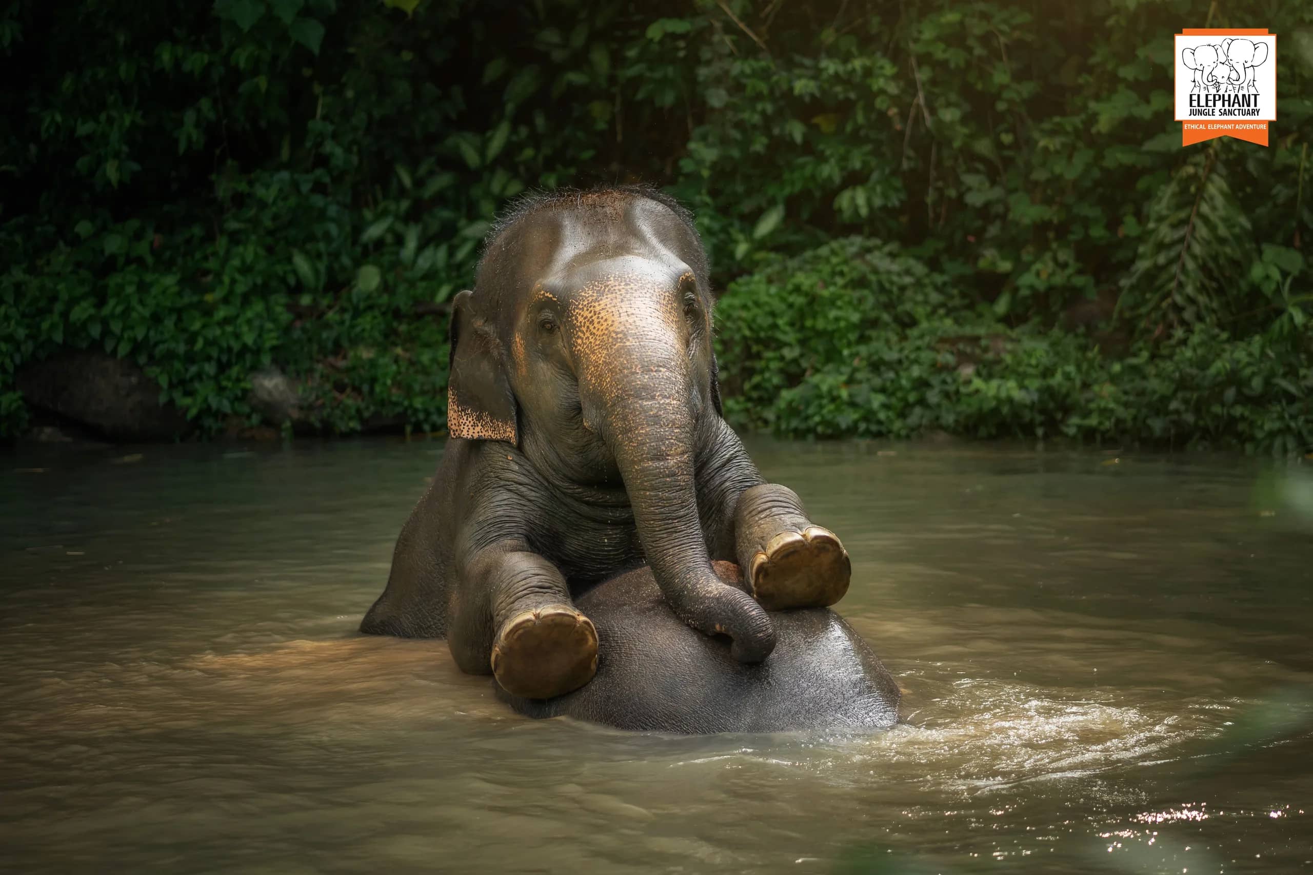 3-Hour Watch Me Program at Elephant Jungle Sanctuary Phuket (photo 7)