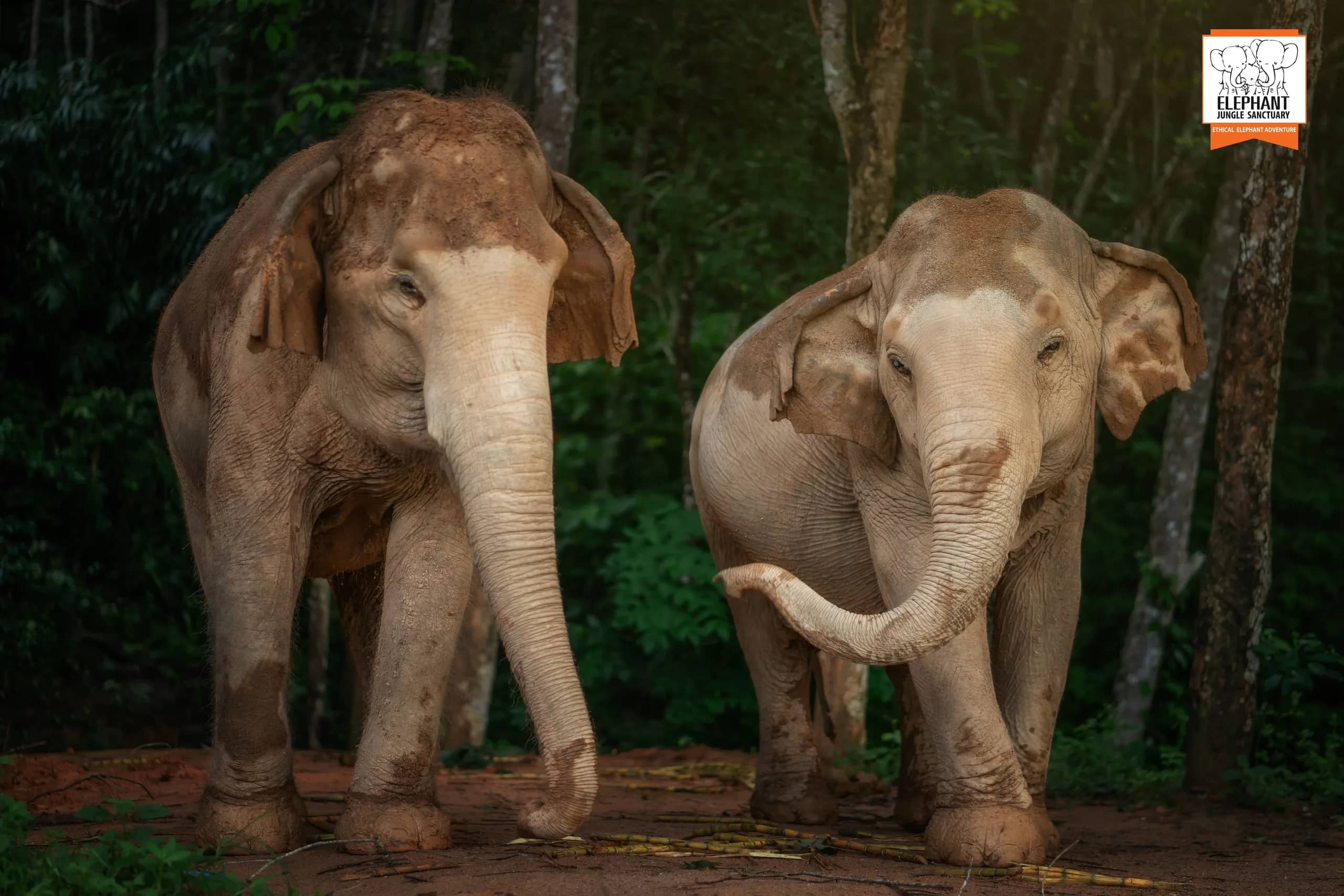 3-Hour Watch Me Program at Elephant Jungle Sanctuary Phuket (photo 8)