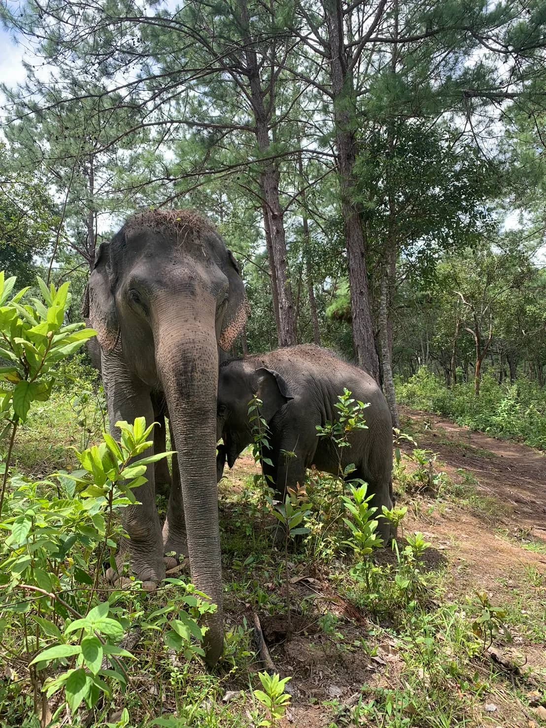 An adult elephant and a young elephant stand together among pine trees and green plants