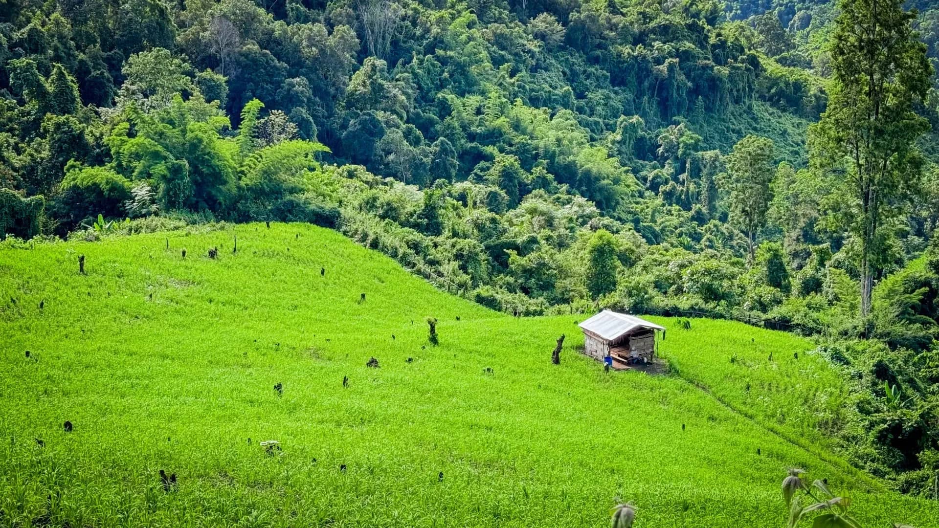 A small hut sits in a bright green rice field surrounded by dense jungle on the eco trek