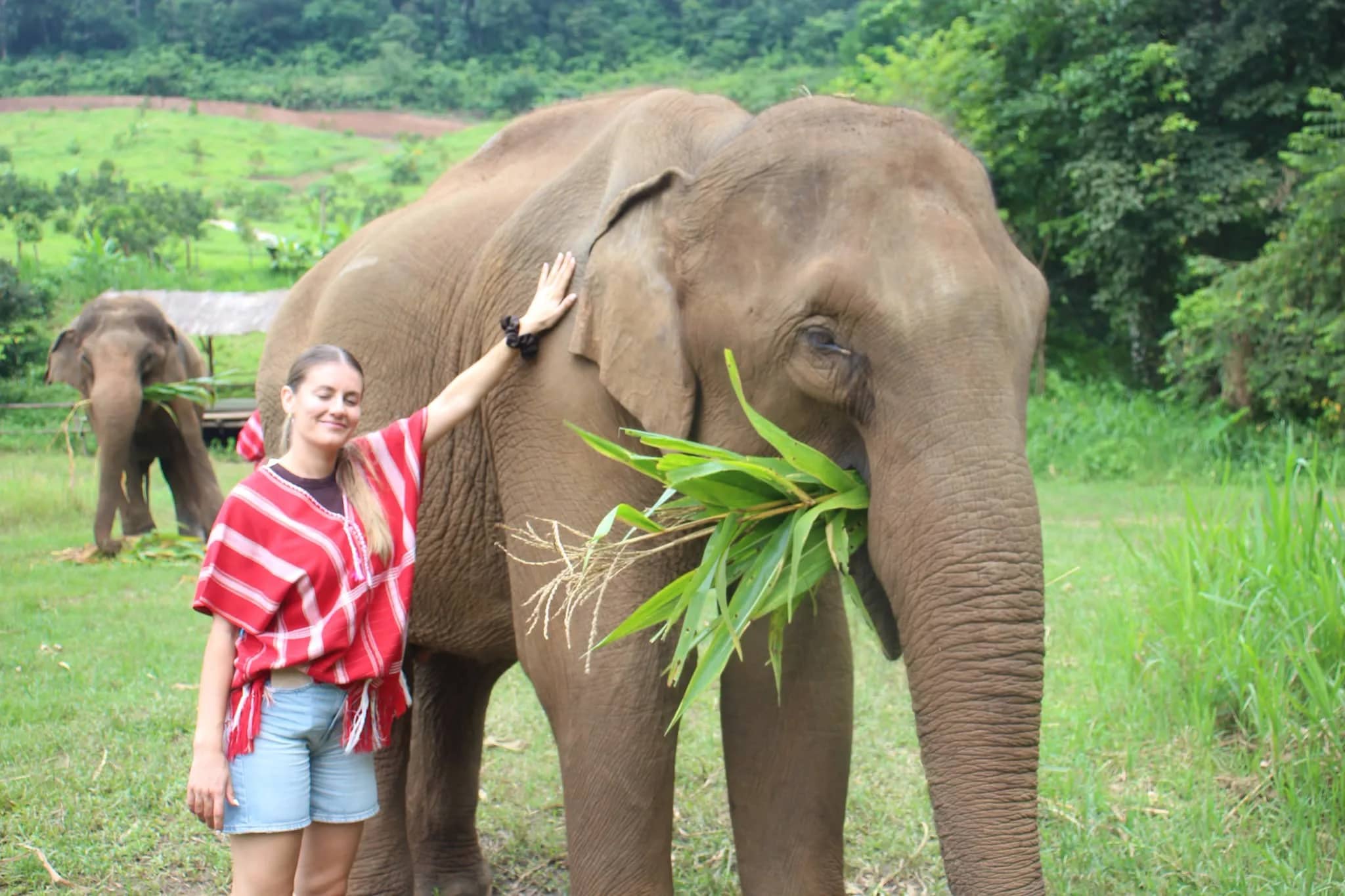 A visitor in a red tunic strokes an elephant eating green leaves in a grassy field