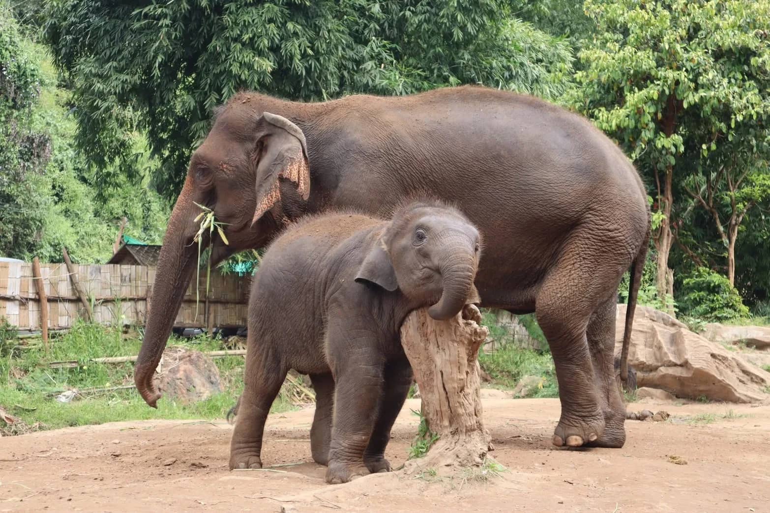 A baby elephant stands beside its mother next to a tree stump at a jungle elephant camp