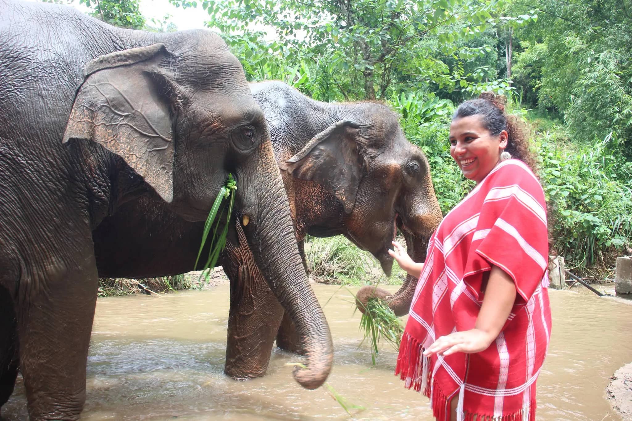 A smiling visitor in a red Karen poncho offers grass to two elephants standing in a stream