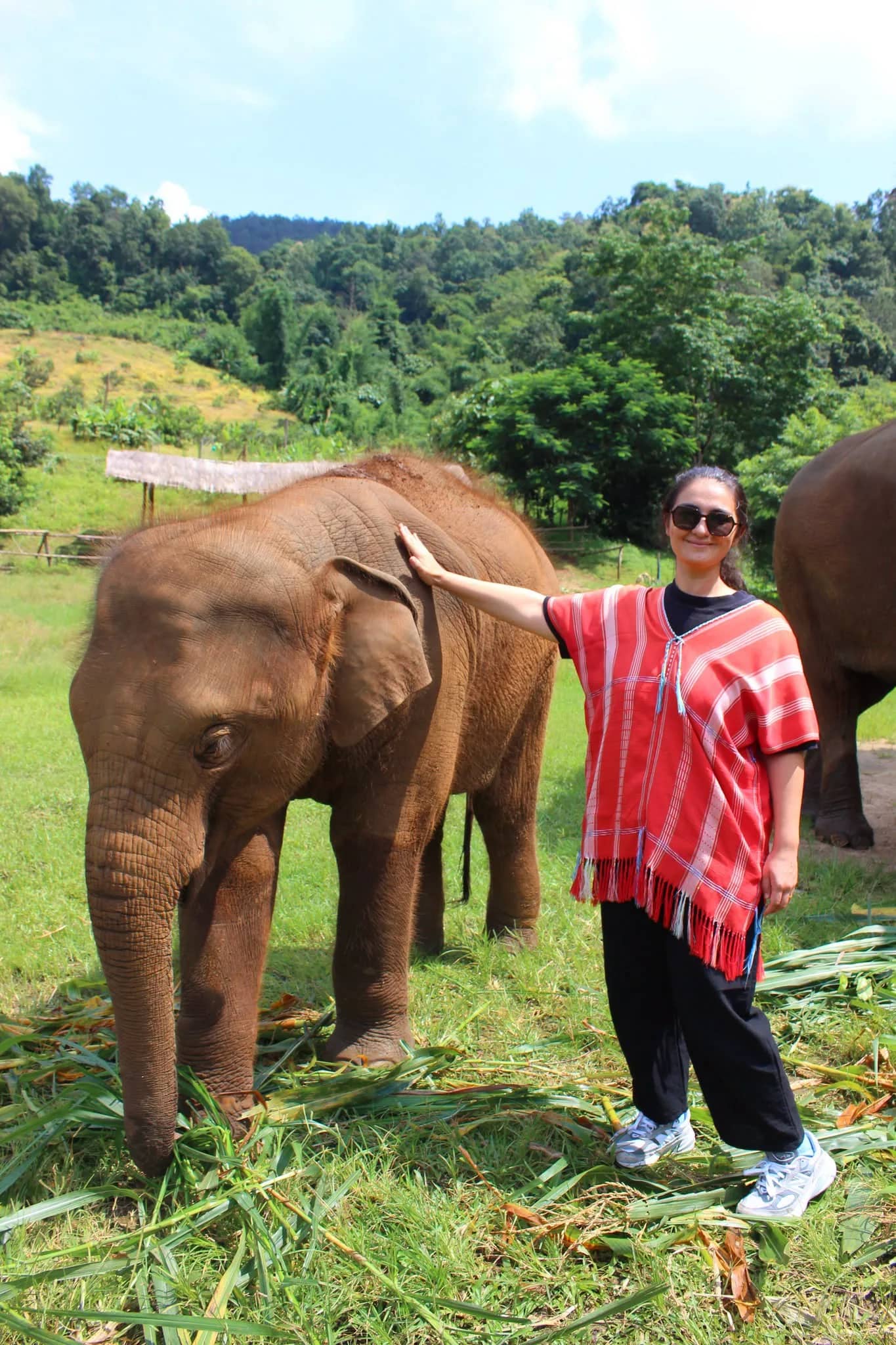 A visitor in a red tunic stands with her hand on a young elephant in a green meadow