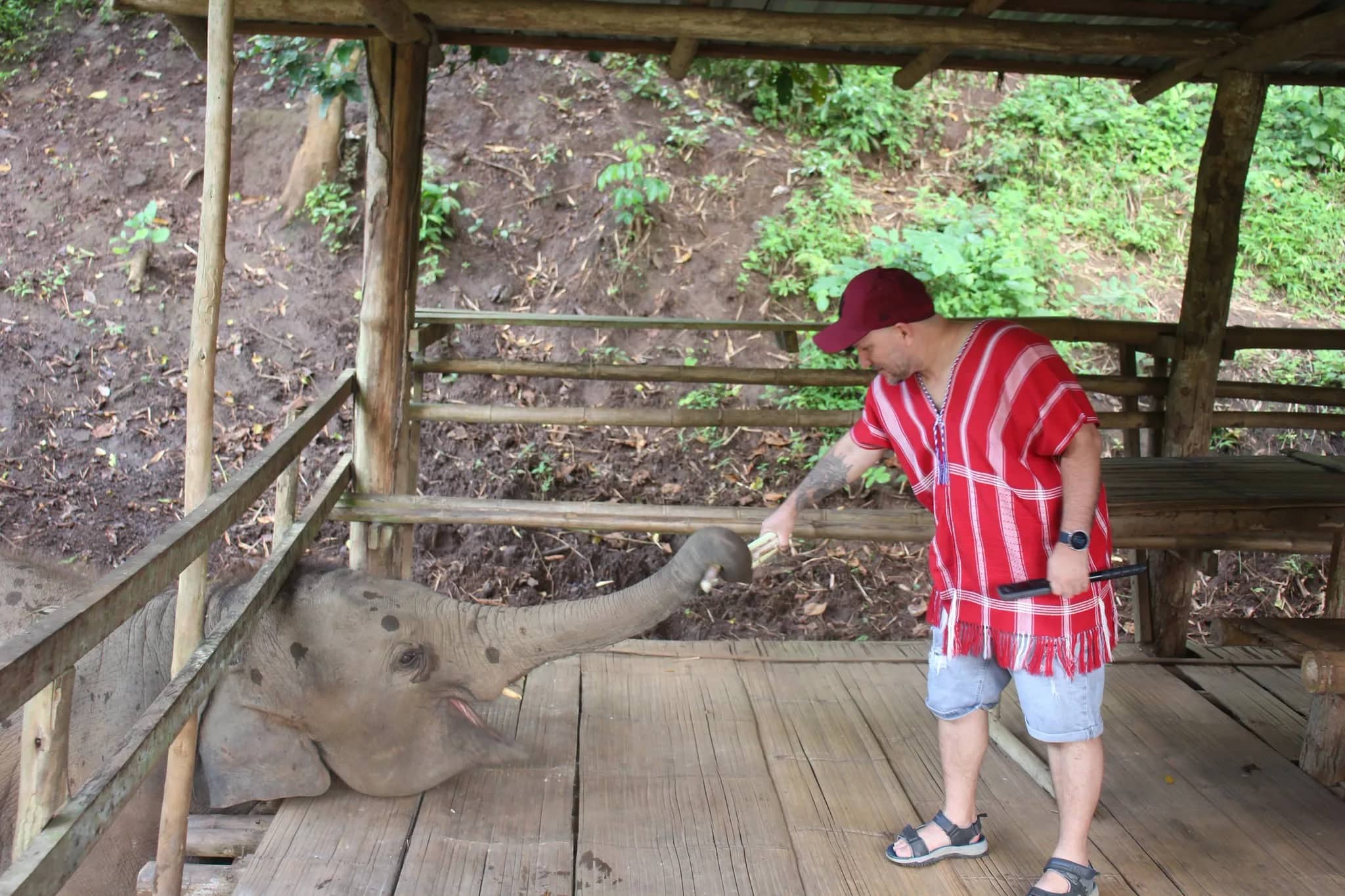 A visitor in a red Karen shirt hands greens to a baby elephant reaching up to a wooden platform