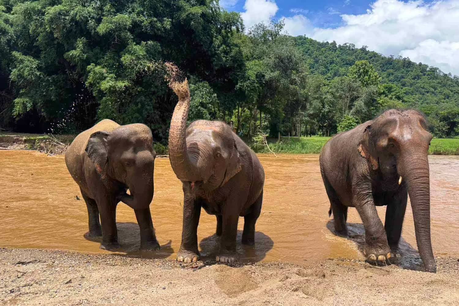 Three elephants stand at the edge of a muddy river, one spraying water from its trunk