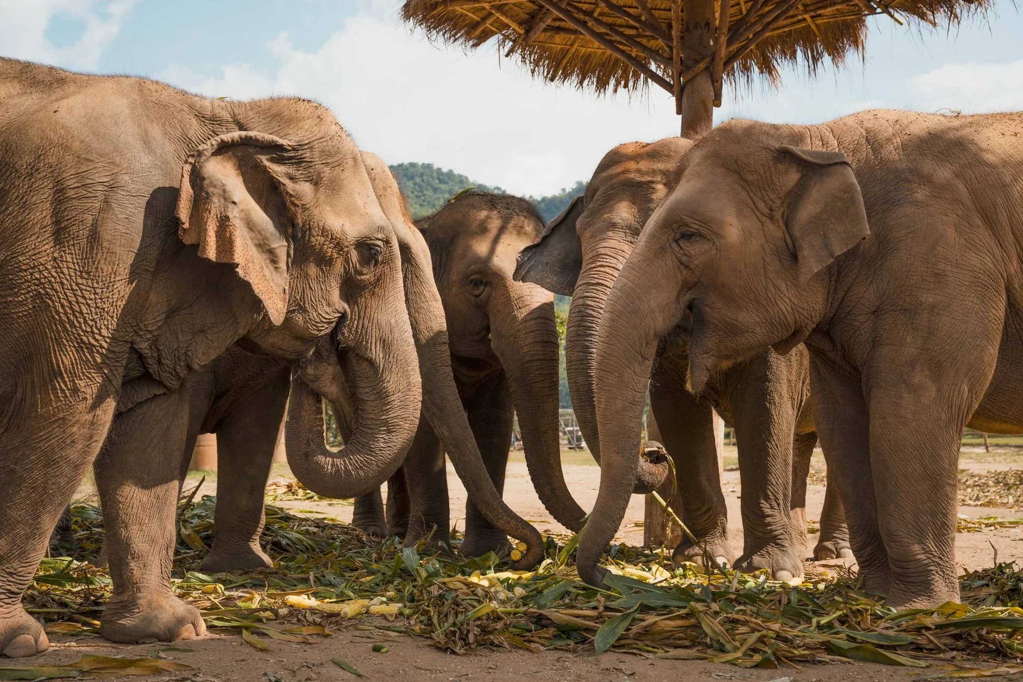 A group of elephants eats fresh greens together beside a thatched shelter